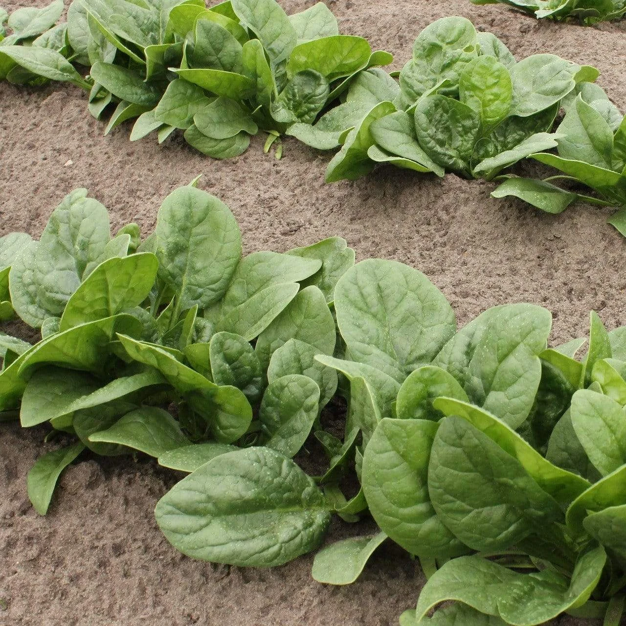 Organic Perpetual Spinach Plants