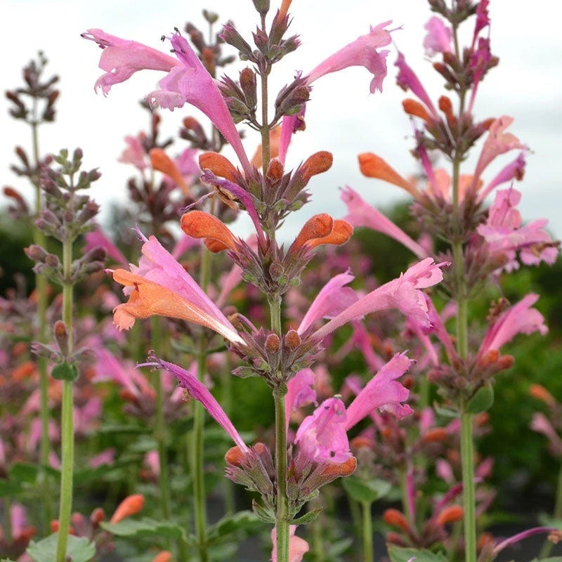 Kudos Ambrosia Agastache close-up
