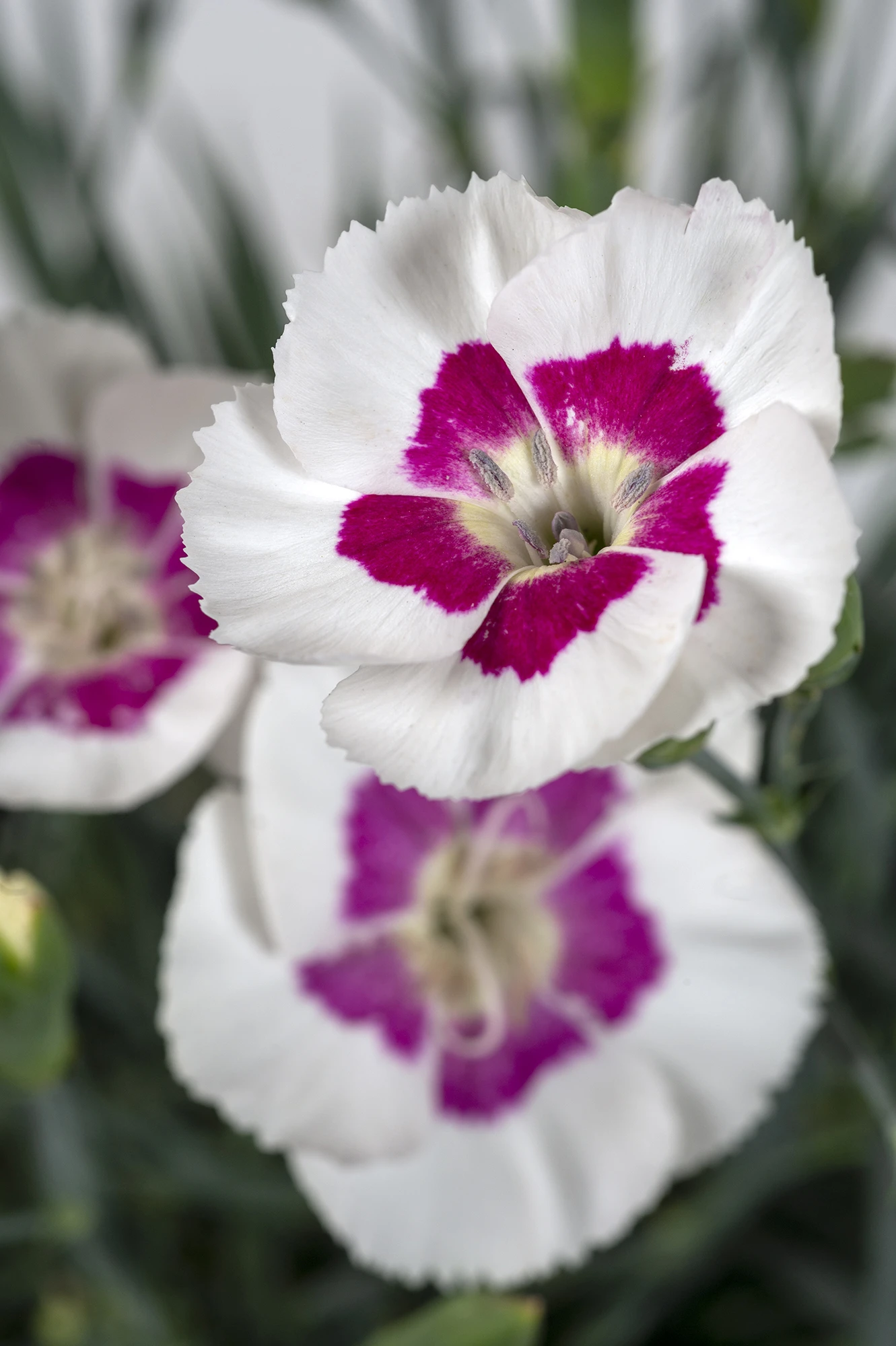 American Pie Berry À La Mode Dianthus in full bloom