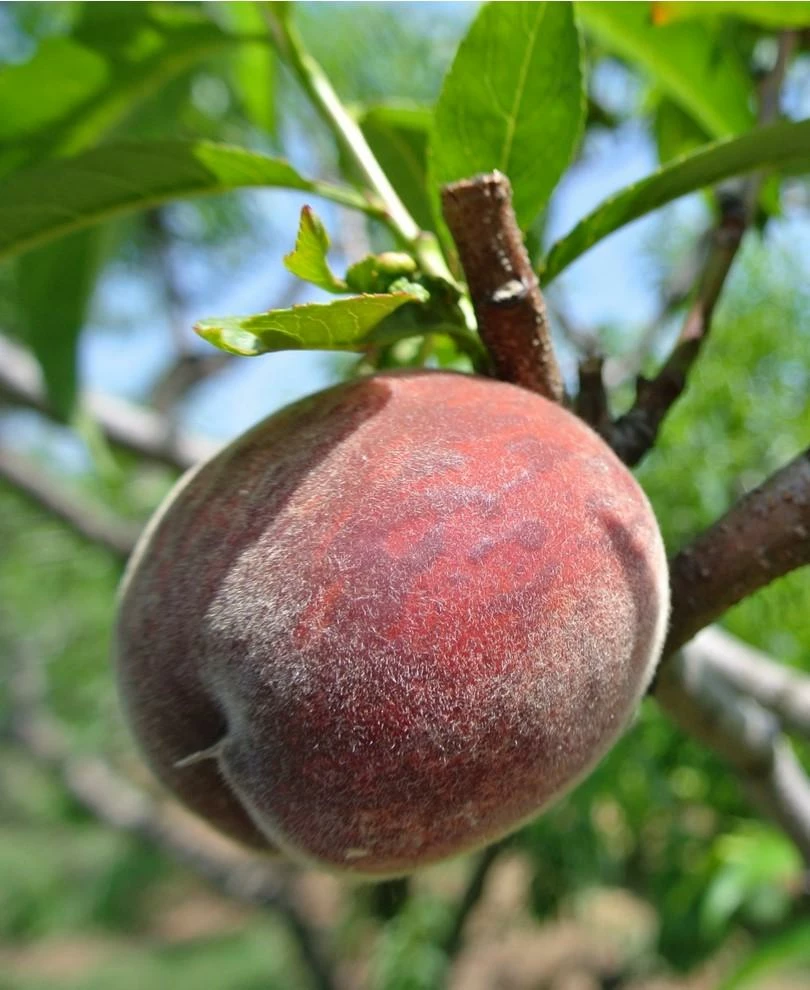 Black Boy Peach on tree