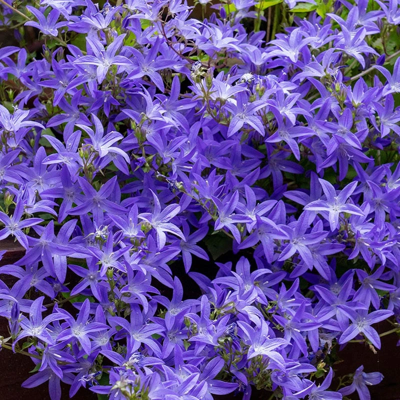 Blue Waterfall Bellflower in full bloom
