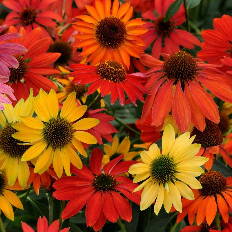 Cheyenne Spirit Echinacea in mixed colors