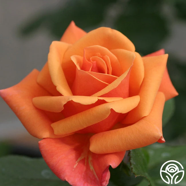High Sheriff copper-orange rose