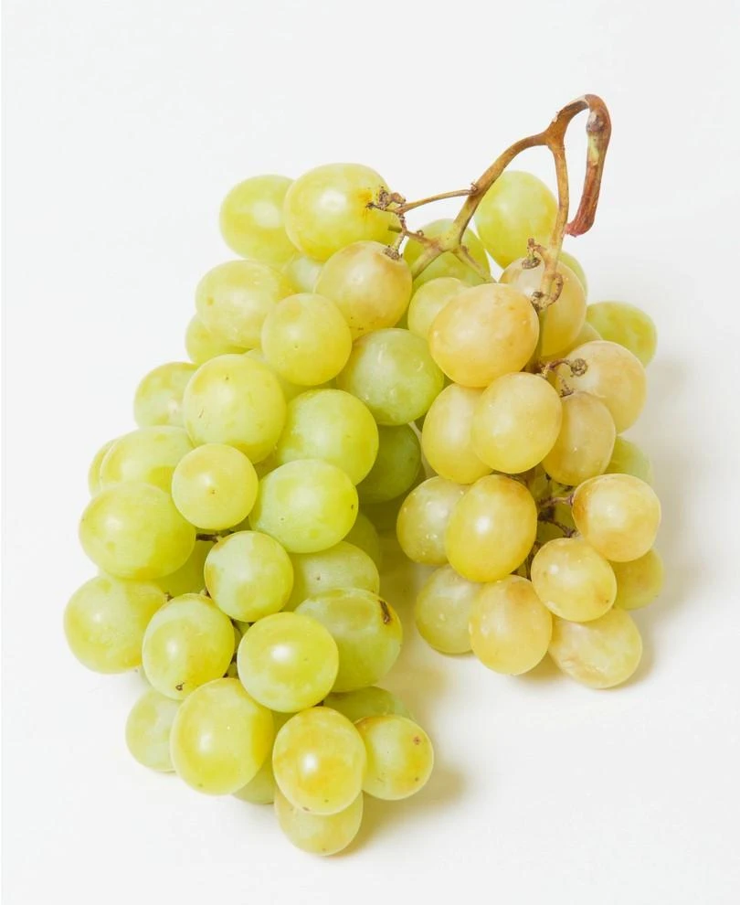 Himrod Seedless Grape clusters on vine