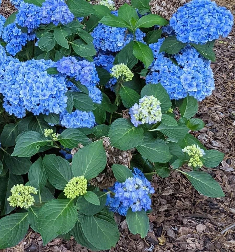 Double Down Hydrangea with pink double flowers