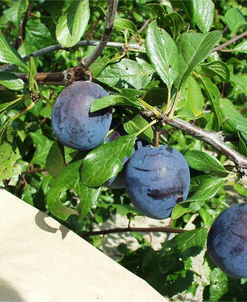 Kirke's Blue European Plum fruit on tree