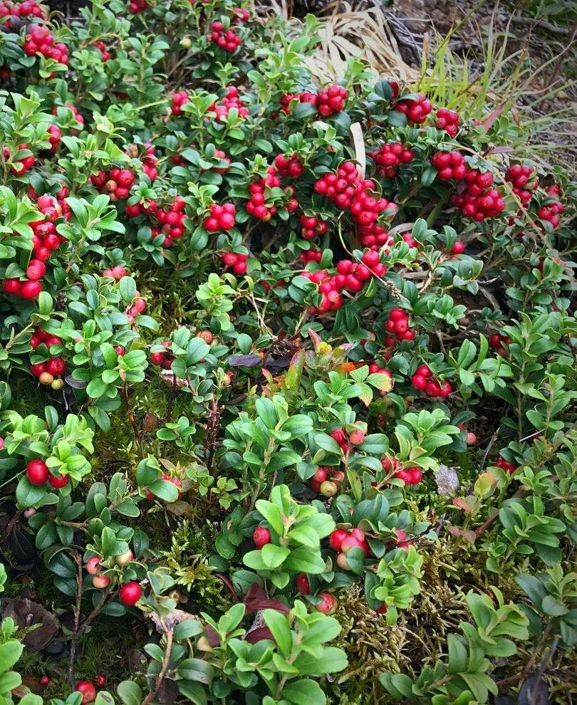 Koralle Lingonberry plant with bright red berries