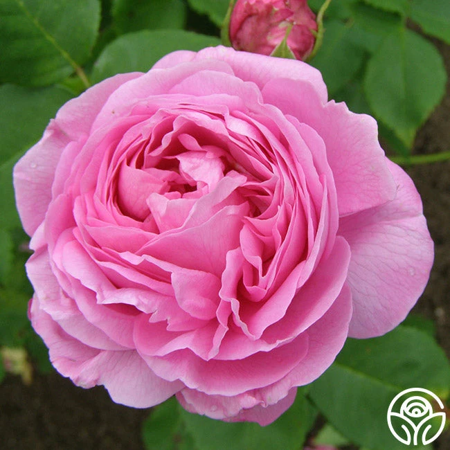 Louise Odier Bourbon Rose in full bloom