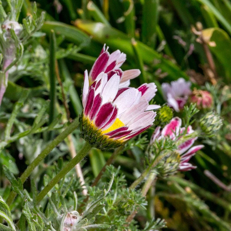 Spring Carpet Mount Atlas Daisy in bloom
