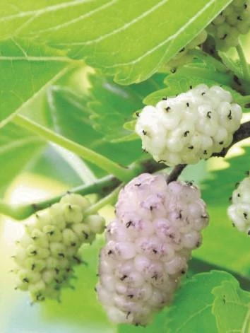 Pakistan White Fruiting Mulberry with ripe fruits