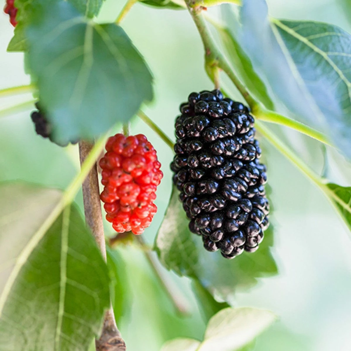 Dwarf Everbearing Mulberry Tree with ripe berries