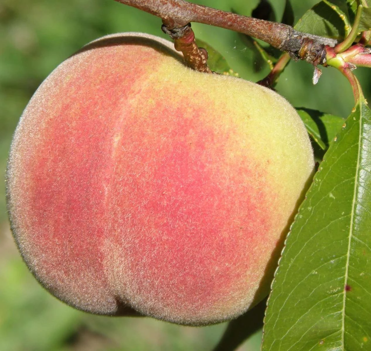 Kit Donnell Peach on tree