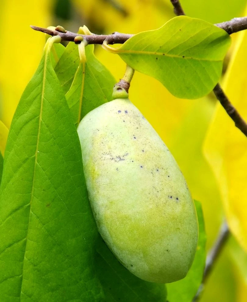 Pennsylvania Golden Paw Paw fruit on tree
