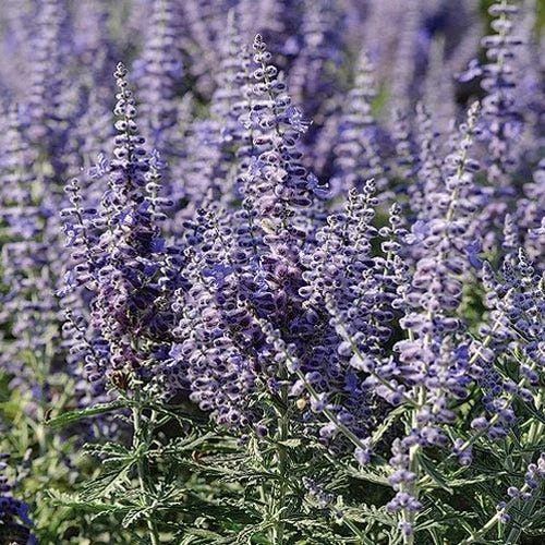 Lacey Blue Russian Sage in full bloom