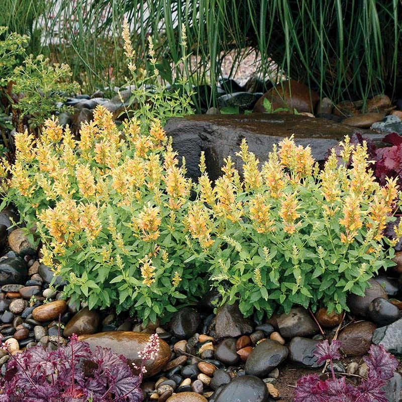 Poquito Butter Yellow Agastache in full bloom
