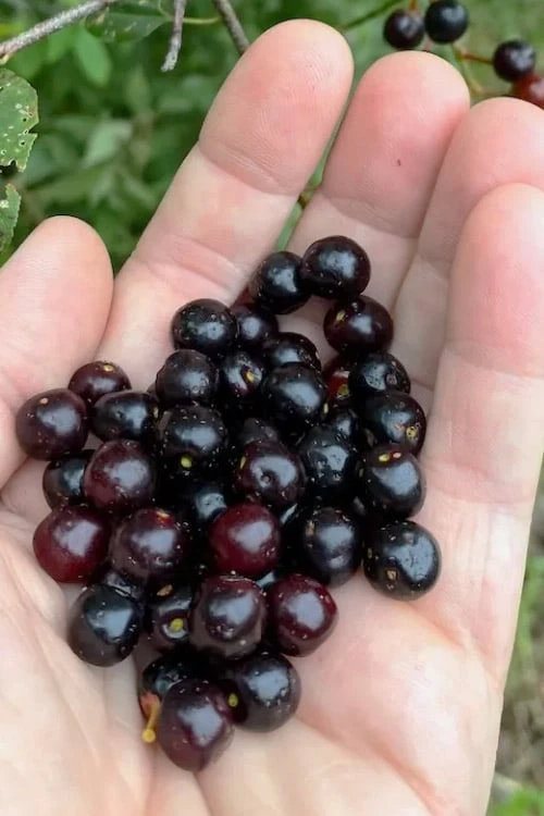 Wild Black Cherry Tree in bloom