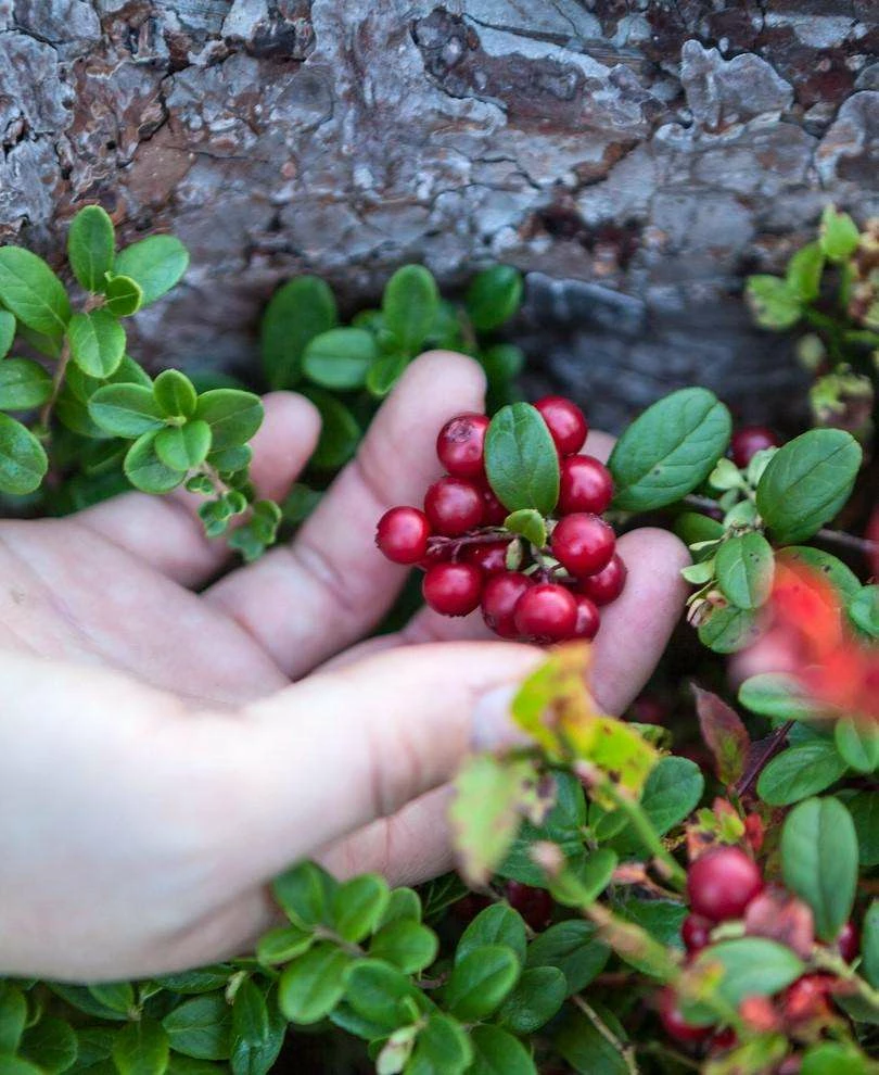 Red Pearl Lingonberry plant with bright red berries