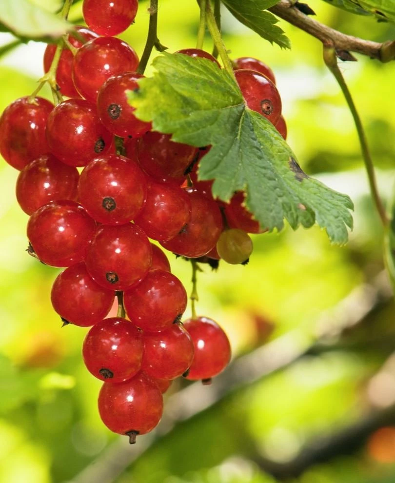 Rosetta Red Currant Bush with Vibrant Clusters