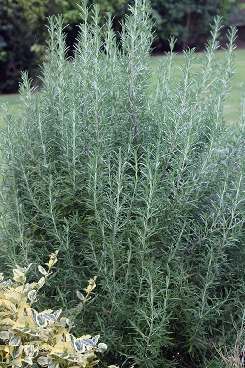 Salem Rosemary plant in full bloom