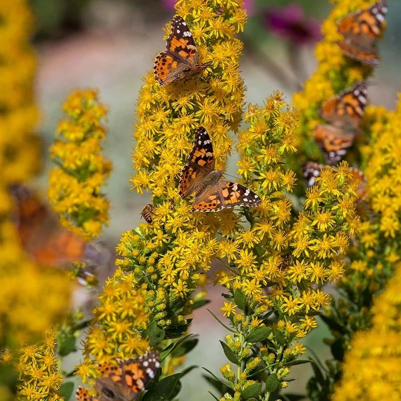 Golden Torch Goldenrod with butterflies