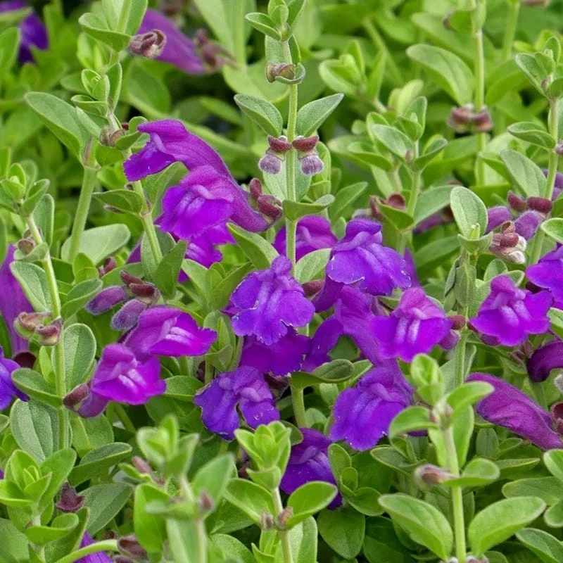 Dark Violet Skullcap close-up showing velvety purple flowers