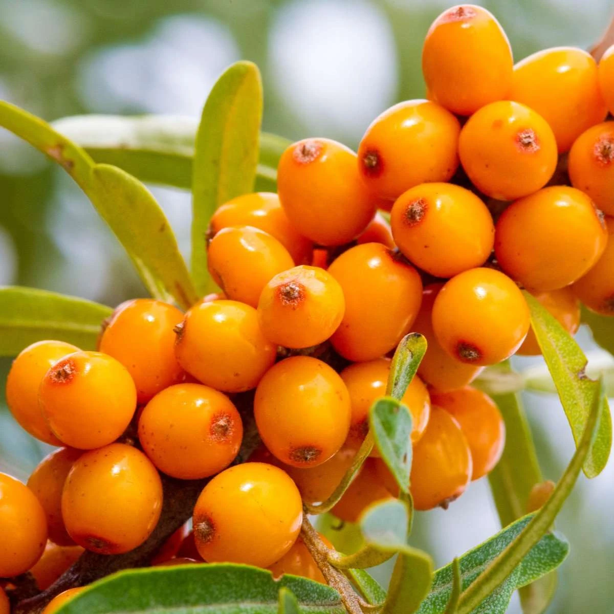 Titan Seaberry bush with bright orange berries