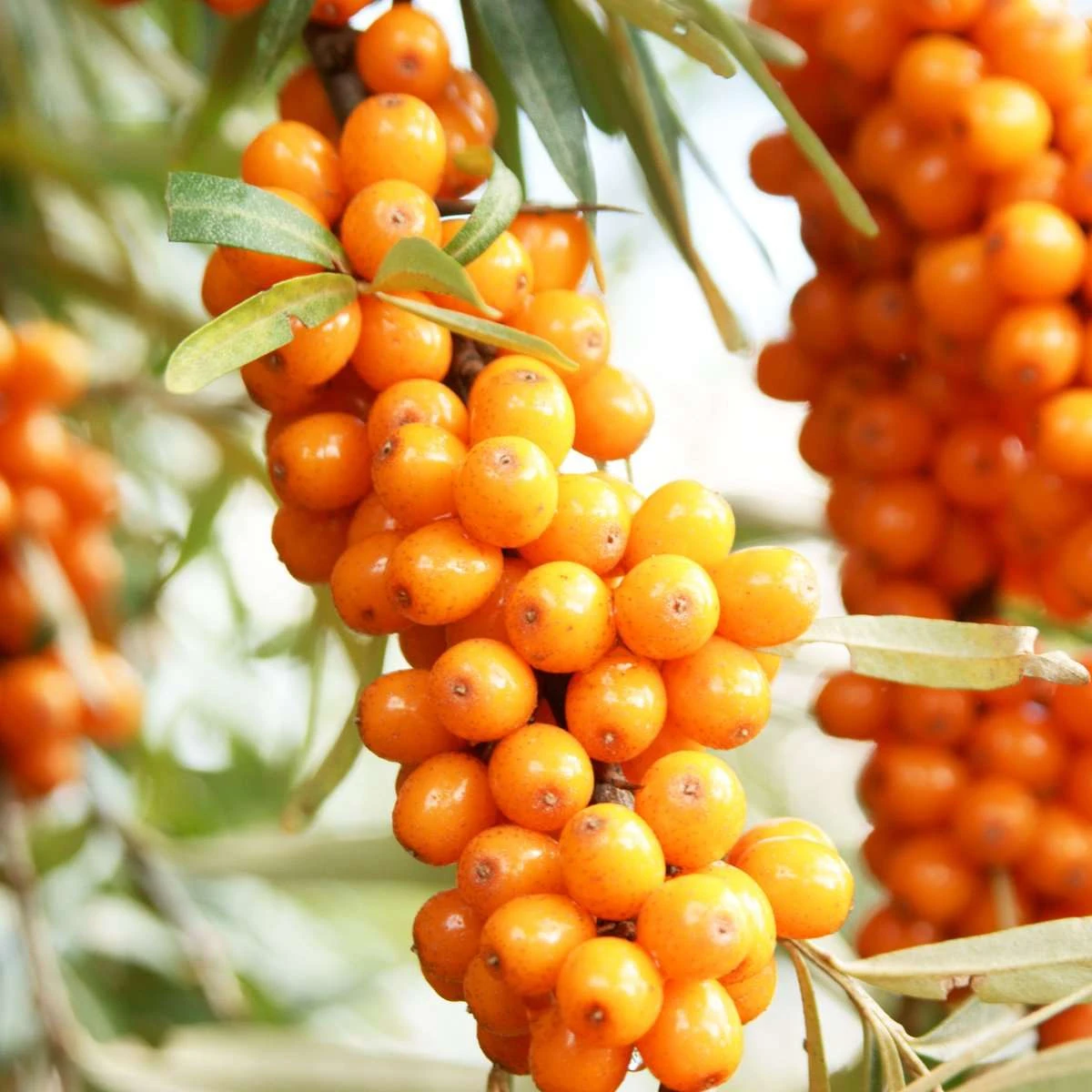 Orange Energy Seaberry plant with ripe fruits