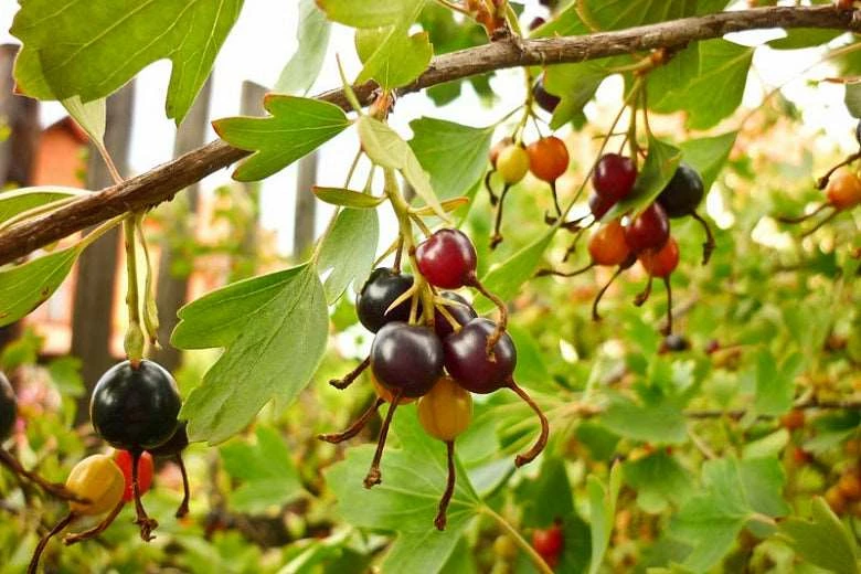 Missouri Giant Currant bush with yellow flowers