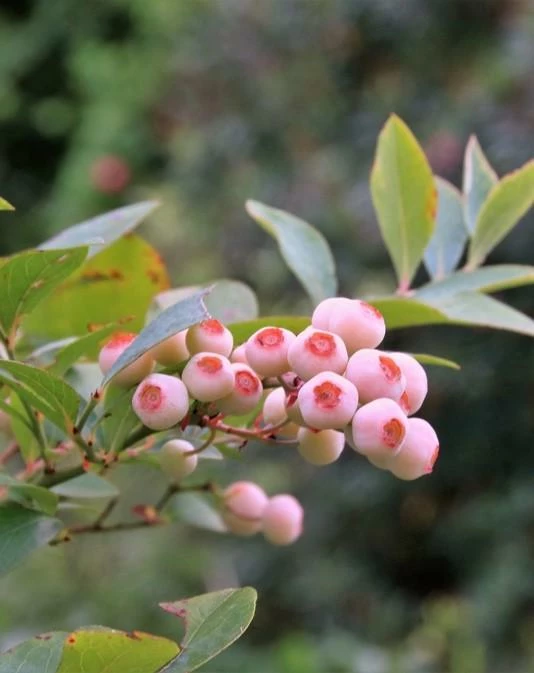 Alpha Pink Popcorn Blueberry bush with ripe pink berries