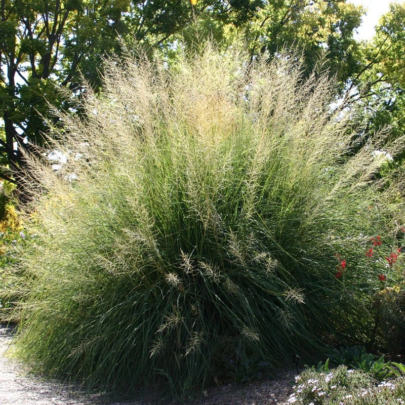 Windbreaker Giant Sacaton Grass in full bloom