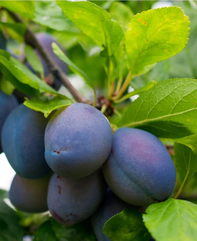 Combo European Plum Tree with ripe fruits