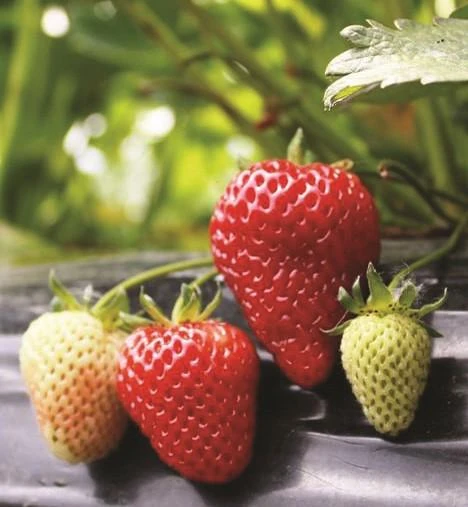 Albion Strawberry plants with ripe fruits