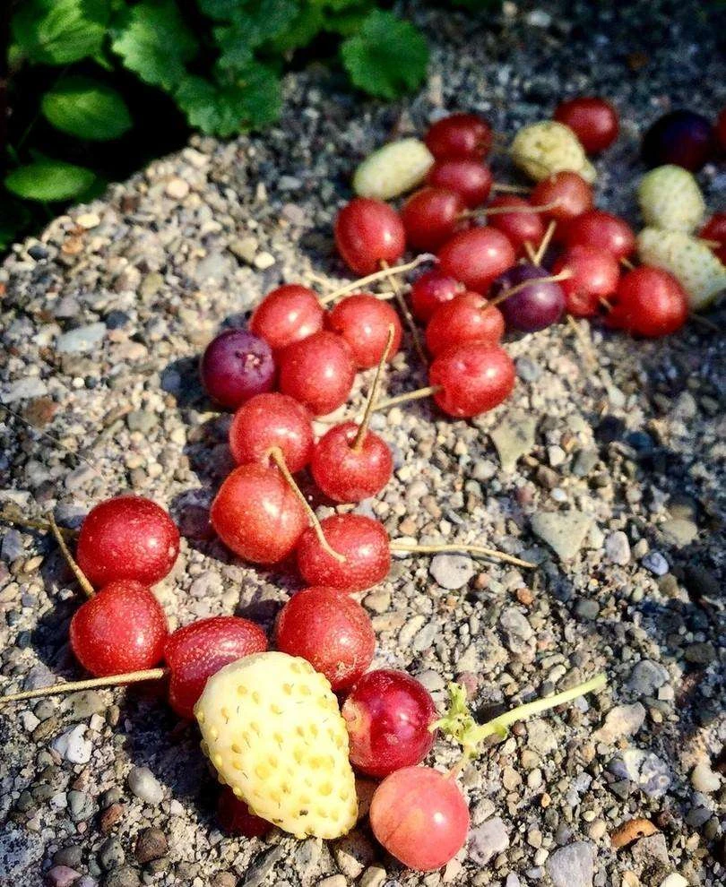 Sweet Scarlet Goumi Berry Bush with ripe fruits
