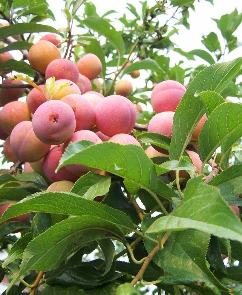 Toka Asian Plum tree with ripe fruit