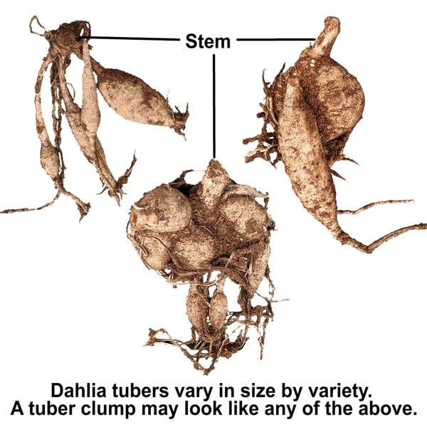 Dahlia Waltzing Mathilda in full bloom
