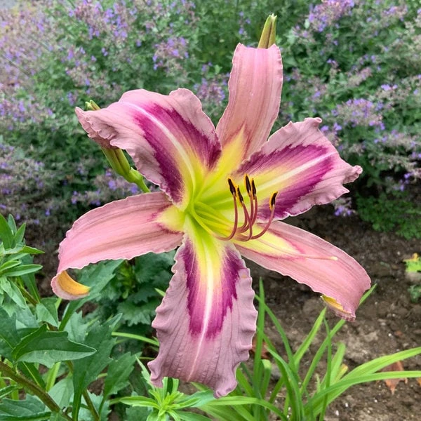 Hemerocallis'Ocean Spirit' daylily