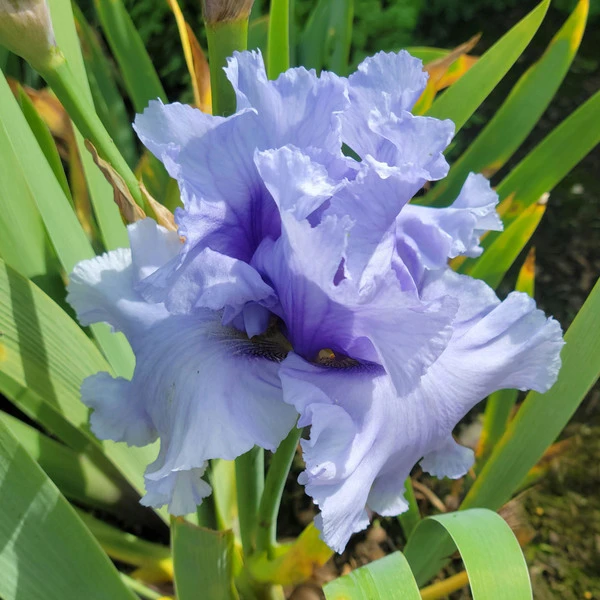 Iris germanica'Café Bleu' in full bloom