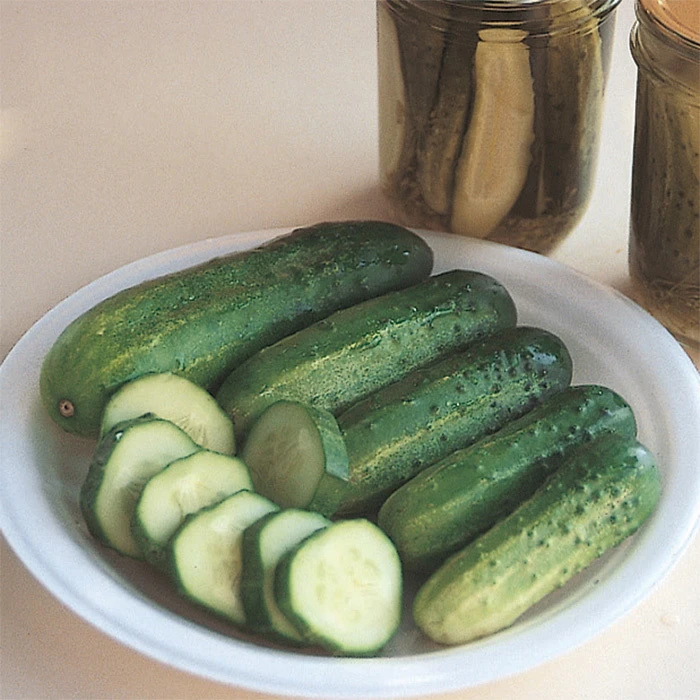 County Fair Hybrid Cucumber vines with mature fruits