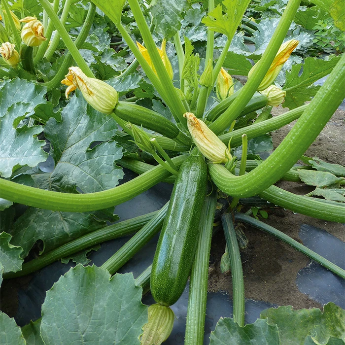 Sanabria Hybrid Zucchini plant with vibrant fruits