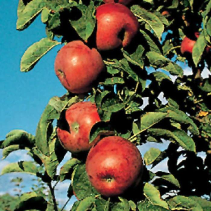 Northpole Columnar Apple Tree