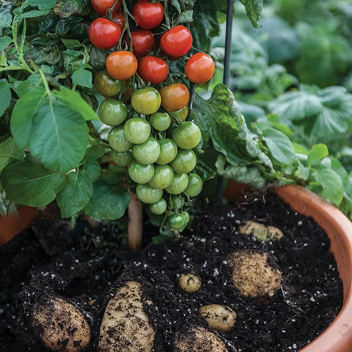 Ketchup'n' Fries plant with tomatoes and potatoes growing together