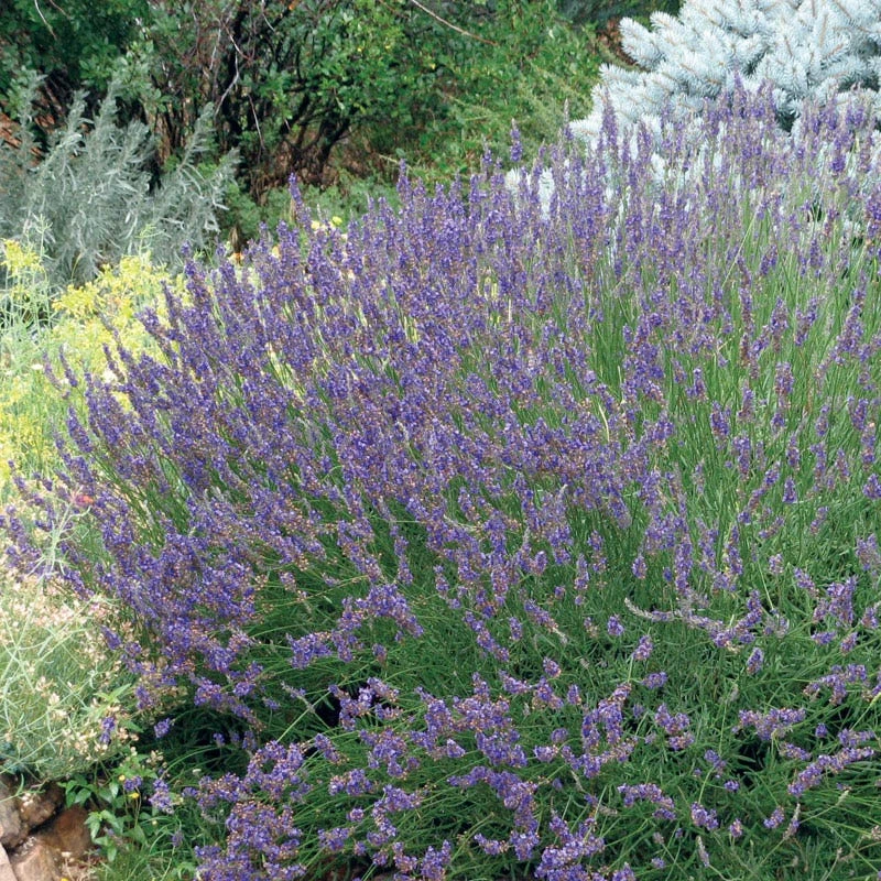 Grosso French Lavender in full bloom