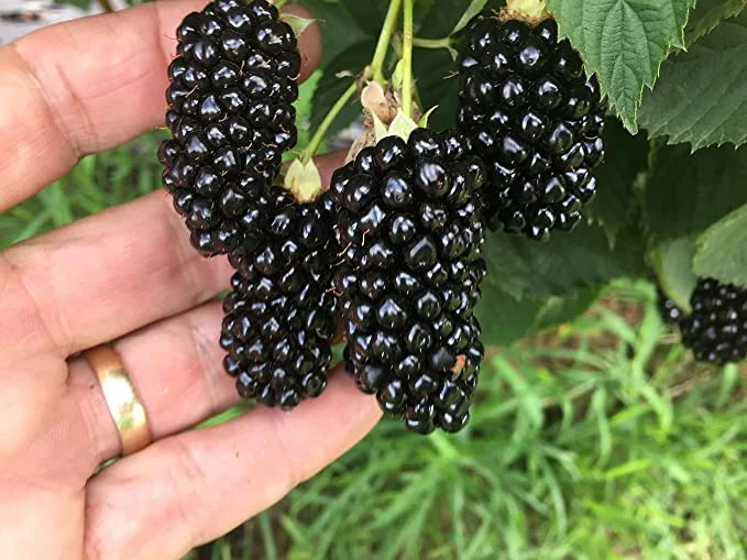 Big Daddy Blackberry plant with large berries