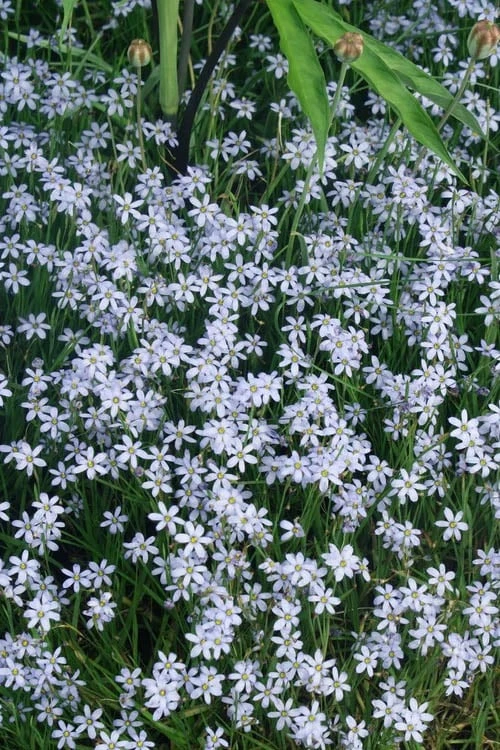 Suwannee Blue-Eyed Grass in bloom
