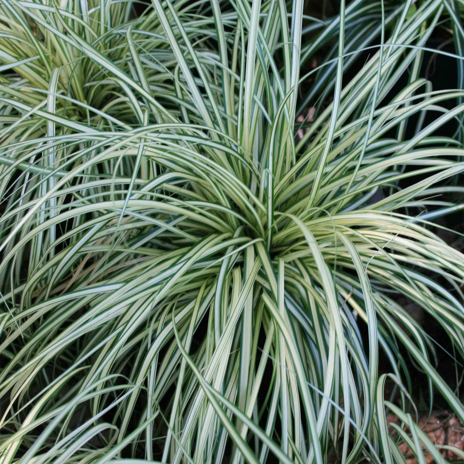 Carex Evergold Japanese Sedge foliage