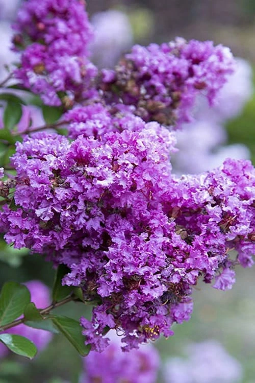 Early Bird Purple Crape Myrtle in full bloom