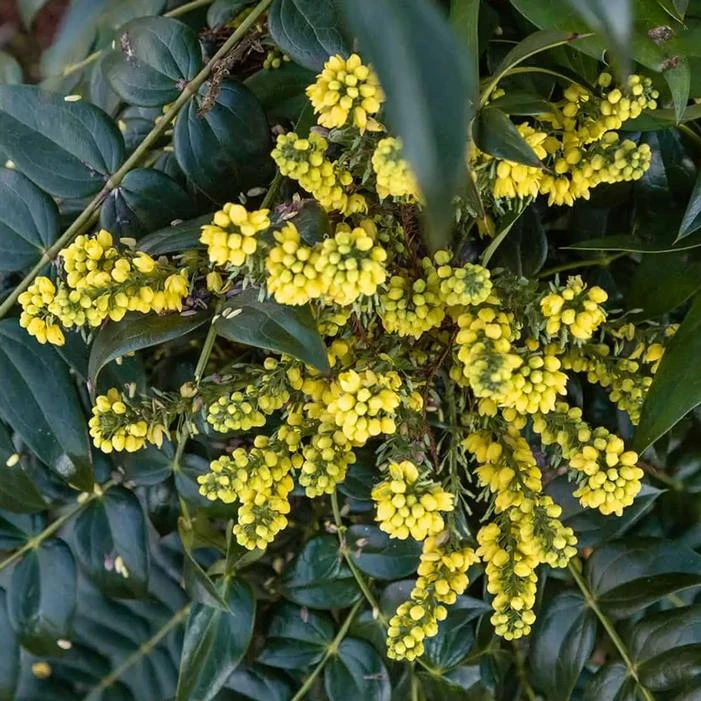 Marvel Mahonia in full bloom