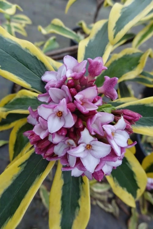 Maejima Variegated Pink Winter Daphne in bloom