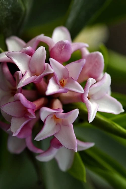 Zuiko Nishiki Winter Daphne in bloom