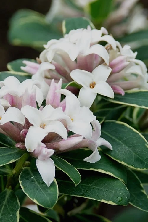 Summer Ice Daphne in bloom